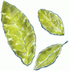 Bay Leaves Whole